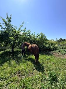 a man standing next to a horse in a field at Darhan Guest House in Darkan