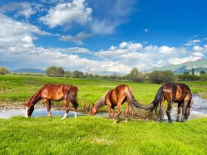 three horses drinking water from a stream in a field at Asylbek Guesthouse horseback riding tours in Kyzart