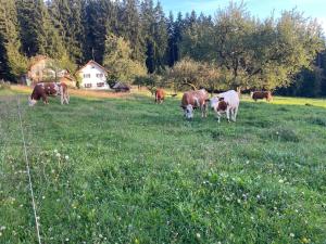 Eine Gruppe Kühe grast auf einer Wiese in der Unterkunft Wiesenbett unterm Nachthimmel in Regen