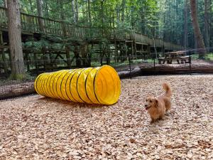 a dog is walking next to a yellow tube at 森と湖の楽園 ドッグラン&バレルサウナ in Fujikawaguchiko