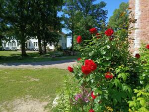 a bush of red roses next to a brick building at Ferien am Schloss - Wohnung 2 "die Maus", Ferienwohnung am Badesee in Behren-Lübchin +21 photos