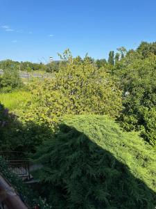 a shadow of a tree on a grassy hill at Venice Airport House in Venice