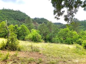 a field of grass with trees in the background at Glamping en Tente Yourte in Ispagnac