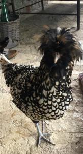 a bird standing on the ground with its wings out at La calade in Roquefort-les-Pins +1 photo