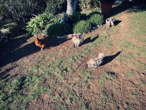 a group of chickens standing in the grass at La calade in Roquefort-les-Pins