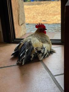 a chicken is sitting on the floor in front of a door at La calade in Roquefort-les-Pins