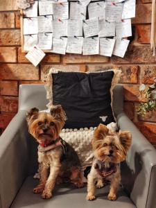two dogs sitting on a chair next to a pillow at Czarna Owca in Istebna