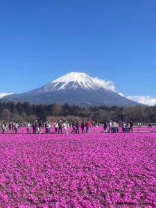 a field of pink flowers with a mountain in the background at 天然温泉付 一棟貸し最大12名 近隣施設事前予約で バーベキュー 花火 和羽灯屋 ナウヒヤ in Fuefuki