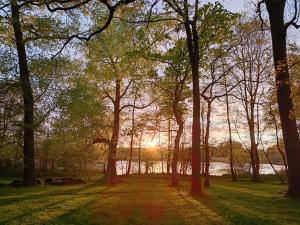 a forest of trees with the sun setting in the background at Ferien am Schloss - Wohnung 5 "der Hahn", Ferienwohnung am Badesee in Behren-Lübchin