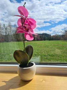 a pink flower in a white vase on a window sill at Erdőszéli vendégház in Ghiduţ