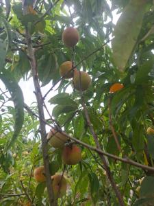 a bunch of fruit growing on a tree at Alojamiento Campestre Barachel in Pamplona +2 photos