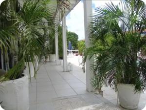 a row of palm trees in white pots in a building at Hostel WAIVING MILL in Oranjestad