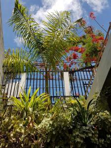 a fence with a bunch of plants and a palm tree at Casa de Arigoffe in Salvador