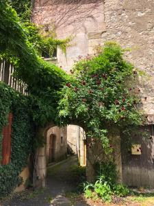 an alley with a tree with red flowers on it at Demeure de charme du 16ème siècle près de Sancerre in Ménétréol-sous-Sancerre