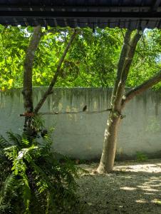 a concrete wall with a tree in front of it at The Blue Eco Lodge in Valladolid +62 photos