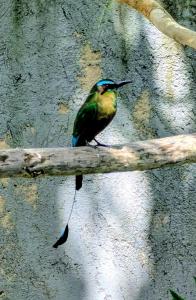 a green bird sitting on a tree branch at The Blue Eco Lodge in Valladolid