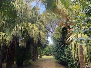 a path through a garden with palm trees at Casa dos Santos Historic Azorean Estate in Horta