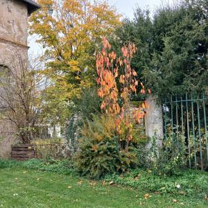 a tree with red leaves next to a fence at chambre d'hôte les avettes in Réméréville