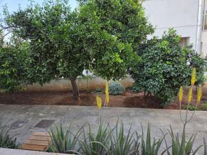 two trees with yellow flowers in a garden at Ground floor Apt with a garden view in Limassol