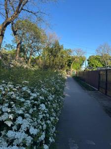 a hedge of white flowers next to a sidewalk at Валентина in Kurortne