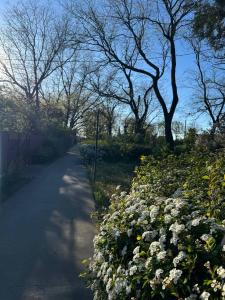 a hedge of white flowers next to a road at Валентина in Kurortne