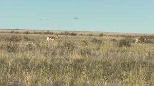 two deer running through a field of tall grass at Opiklip Wild Camping in Pofadder