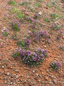 a group of purple flowers in the dirt at Opiklip Wild Camping in Pofadder