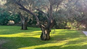 two trees sitting in the grass in a field at Ionian Bay Studios in Lefkada +10 photos
