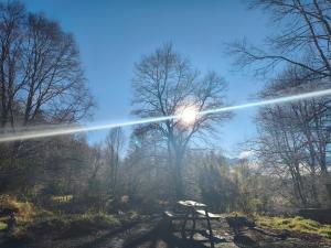 a picnic table in a forest with the sun shining at Rustika Tiny House in Pucón +6 photos