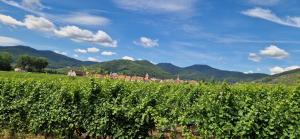 a field of vines with mountains in the background at Chambre d'Hotes Le Vogelgarten in Sigolsheim