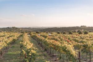 a field of vines with people walking in the distance at Torralbenc, a Small Luxury Hotel of the World in Cala en Porter +59 photos