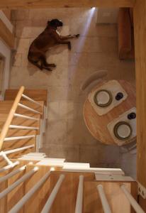 a dog sitting on the floor in a room with stairs at Le Casette della Murgia in Cassano delle Murge