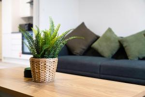 a potted plant sitting on a table in front of a couch at Cosy 2BR Apartment Sleeps 4 by Stay With Us in Hawthorn +30 photos