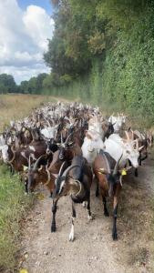 a large herd of goats walking down a dirt road at Gîte Demilenise - Villemain in Villemain