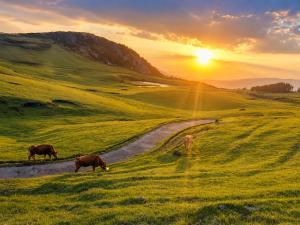 two cows grazing on a grassy hill with the sunset at 御宿だいこんや in Takamori