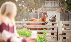 a woman looking at two horses behind a fence at The Sanctuary at Bayside Glamping in Marion Bay