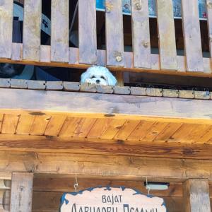 a small white dog peeking out of a wooden bench at Seoski Turizam Feniks apartman Davidovi Psalmi in Kosjeric