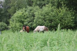 two horses grazing in a field of tall grass at Agroturystyka u Basi i Waldka in Zelwa