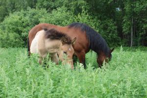 two horses grazing in a field of tall grass at Agroturystyka u Basi i Waldka in Zelwa
