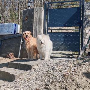 two dogs standing on steps in front of a gate at Seoski Turizam Feniks apartman Davidovi Psalmi in Kosjeric