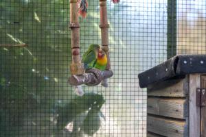 a green and yellow bird sitting on a bird feeder at Koning te Rijk - Residence de Eese in De Bult +18 photos