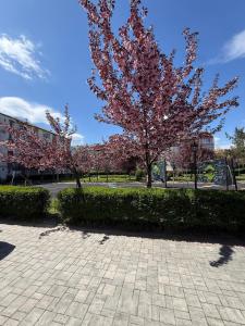 a tree with pink flowers on it in a park at DREAM HOUSE Apartaments in Bistriţa