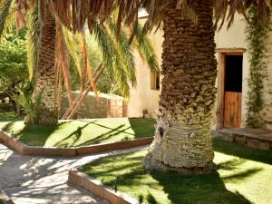 two palm trees in a yard with a building at Konka Guest Farm in Carnarvon
