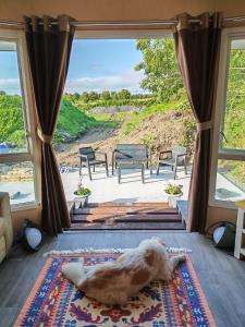 a dog laying on a rug in front of a window at Winnie the Mobile Home in Galway