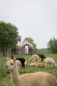 a group of animals standing and sitting in a field at Lavvo med glasstak in Svenseid