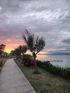 a path next to a lake with a tree and flowers at Apartman studio in Privlaka