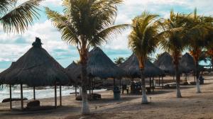 a group of palm trees and straw umbrellas on a beach at Atardeceres in Puerto Rey
