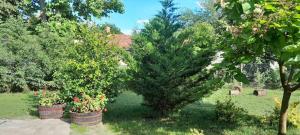a tree in a yard with two potted plants at Zöld Udvar Pihenőház in Jászszentlászló