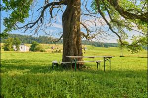 a bench next to a tree in a field at Lenhart's Ryžovna by Mountain ways in Boží Dar