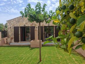 a small tree in the yard of a house at Villa Mezzanotte Le Brusc 80m de la mer - Climatisation-Piscine-Parking in Six-Fours-les-Plages